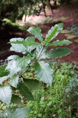 Quercus rhysophylla 'Maya' - dub mexický - listy léto